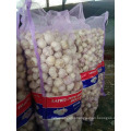 garlic planter / farmer in China with good price